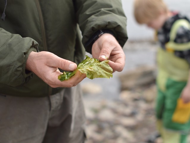 learning the edible delights fresh from the sea at beach school with fore/adventure